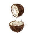 Whole and half coconut. Vector flat color