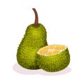 Whole and half of jackfruit. Juicy tropical fruit. Exotic food. Vegetarian nutrition. Detailed flat vector design