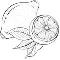 Whole and half lemon with leaves line art Royalty Free Stock Photo