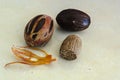 Whole And Half Nutmegs Royalty Free Stock Photo