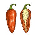 Whole and half orange pepper jalapeno. Vintage engraving vector color illustration