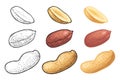 Whole and half peanut seed with and without shell. Vector engraving