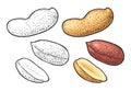 Whole and half peanut seed with and without shell. Vector engraving