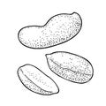 Whole and half peanut seed with and without shell. Vector engraving