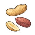 Whole and half peanut seed with and without shell. Vector engraving