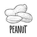 Whole and half peanut seed with and without shell. Vector engraving