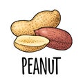 Whole and half peanut seed with and without shell. Vector engraving