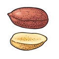 Whole and half peanut seed. Vector engraving color vintage illustration. Royalty Free Stock Photo