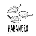 Whole and half pepper habanero. Vector black vintage engraving isolated