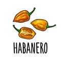 Whole and half pepper habanero. Vector color engraving isolated on white background.