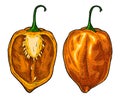 Whole and half pepper habanero. Vintage hatching vector illustration.