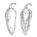 Whole and half pepper jalapeno. Vintage hatching vector black illustration.