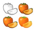 Whole and half persimmon. Vector engraving and flat color illustration
