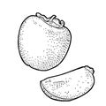 Whole and half persimmon. Vector vintage engraving color