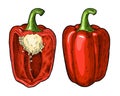 Whole and half red sweet bell peppers. Vintage hatching vector illustration. Royalty Free Stock Photo