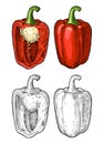 Whole and half red sweet bell peppers. Vintage hatching vector illustration. Royalty Free Stock Photo