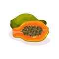 Whole and half of ripe papaya. Tasty exotic fruit. Organic food. Eco product. Detailed flat vector icon