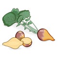 Whole and half of rutabaga for banners, flyers, posters, cards. Root of swede. Organic root vegetables. Cartoon style