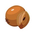 Whole and half sapodilla. Vector flat color illustration Royalty Free Stock Photo