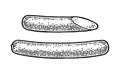 Whole and half sausage. Vintage vector engraving illustration