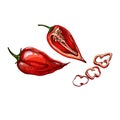 Whole, half and slice pepper habanero. Vector vintage hatching color illustration