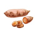 Whole, half and slice sweet potato. Vector vintage hatching color illustration Royalty Free Stock Photo