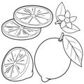 Lemon fruit whole and half sliced, lemon citrus flowers and leaves. Vector black and white coloring page