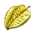 Whole and half star fruit. Vector color vintage hatching illustration isolated