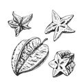 Whole and half star fruit. Vector gray vintage hatching illustration isolated