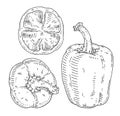 Whole and half sweet bell peppers. Vintage engraving vector black illustration.