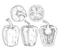 Whole and half sweet bell peppers. Vintage engraving vector black illustration.