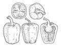 Whole and half sweet bell peppers. Vintage engraving vector black illustration.