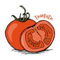 Whole and half tomato sketch style vector illustration