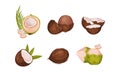 Whole and Halved Coconut with Hard Shell and Fibrous Husk Vector Set
