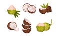 Whole and Halved Coconut with Hard Shell and Fibrous Husk Vector Set