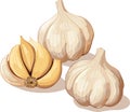 Whole head of garlic and cloves of garlic. illustration, vector