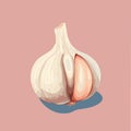 Whole head of garlic and cloves of garlic. illustration, vector