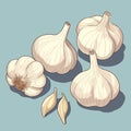 Whole head of garlic and cloves of garlic. illustration, vector