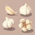 Whole head of garlic and cloves of garlic. illustration, vector