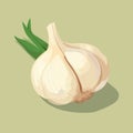 Whole head of garlic and cloves of garlic. illustration, vector