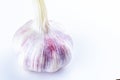 Whole head garlic fresh and fragrant vegetable stands on a white background Royalty Free Stock Photo