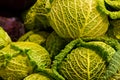 Whole head of young cabbage Savoy light green leaves close-up group of vegetables background rural fair eco products
