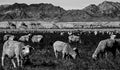 Sheep grazing on weeds and grass in the farm land