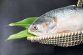 A Whole Hilsha fish in a boat-shaped handmade basket used as a gift hamper in festive occasions such as Jamai Shashthi, Pohela Royalty Free Stock Photo