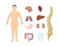 Whole human anatomy. Royalty Free Stock Photo