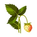 Whole Immature Strawberry Fruit Hanging on Thin Stalk Vector Illustration