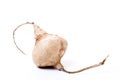 Whole Jicama isolated Royalty Free Stock Photo
