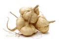 Whole jicama Royalty Free Stock Photo