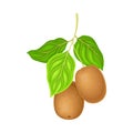 Whole Kiwifruit or Kiwi with Fibrous Brown Skin Hanging on Tree Branch Vector Illustration