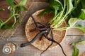 Whole knitbone or comfrey plant with roots on a table, top view Royalty Free Stock Photo